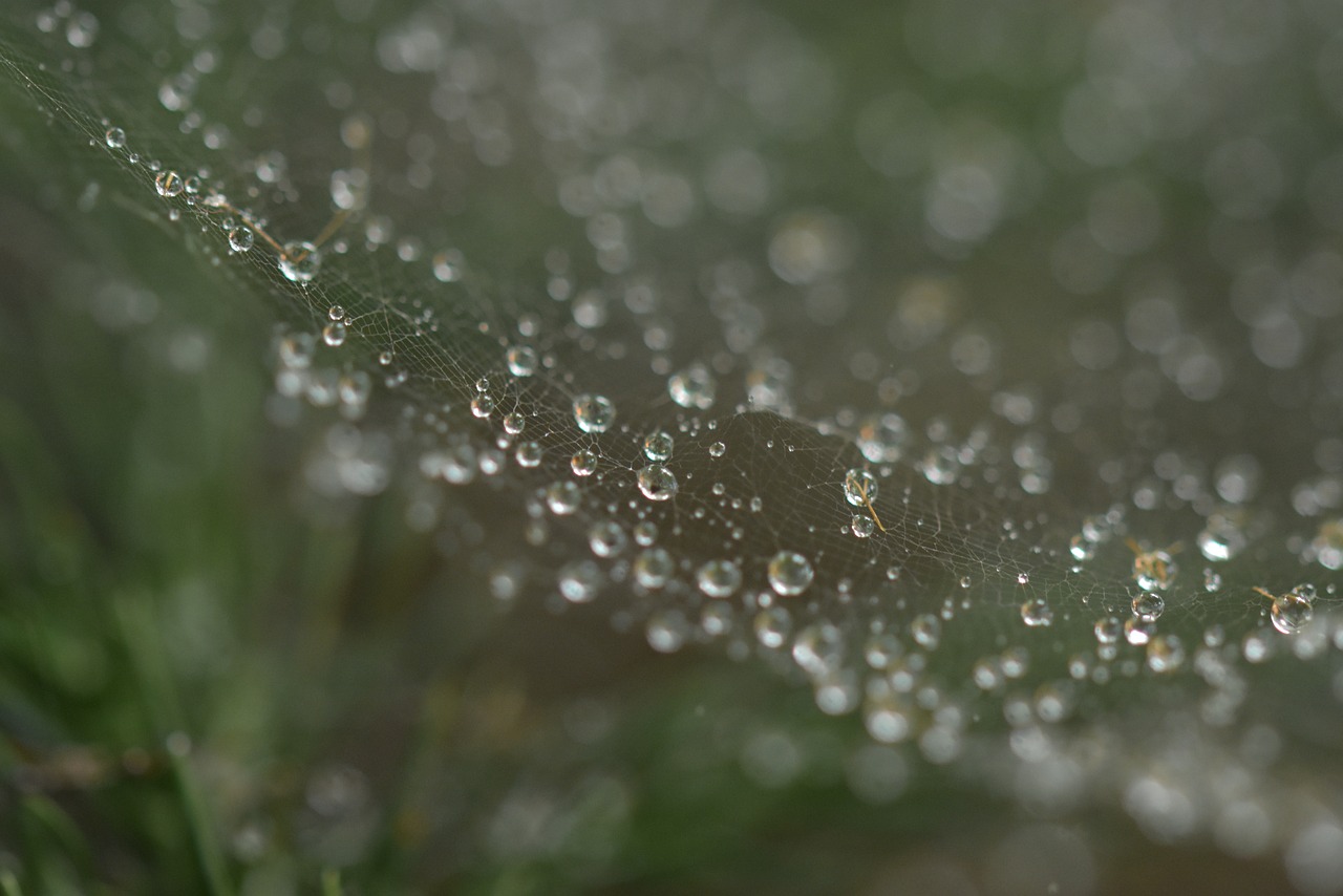 bubble  droplets  spiderweb free photo