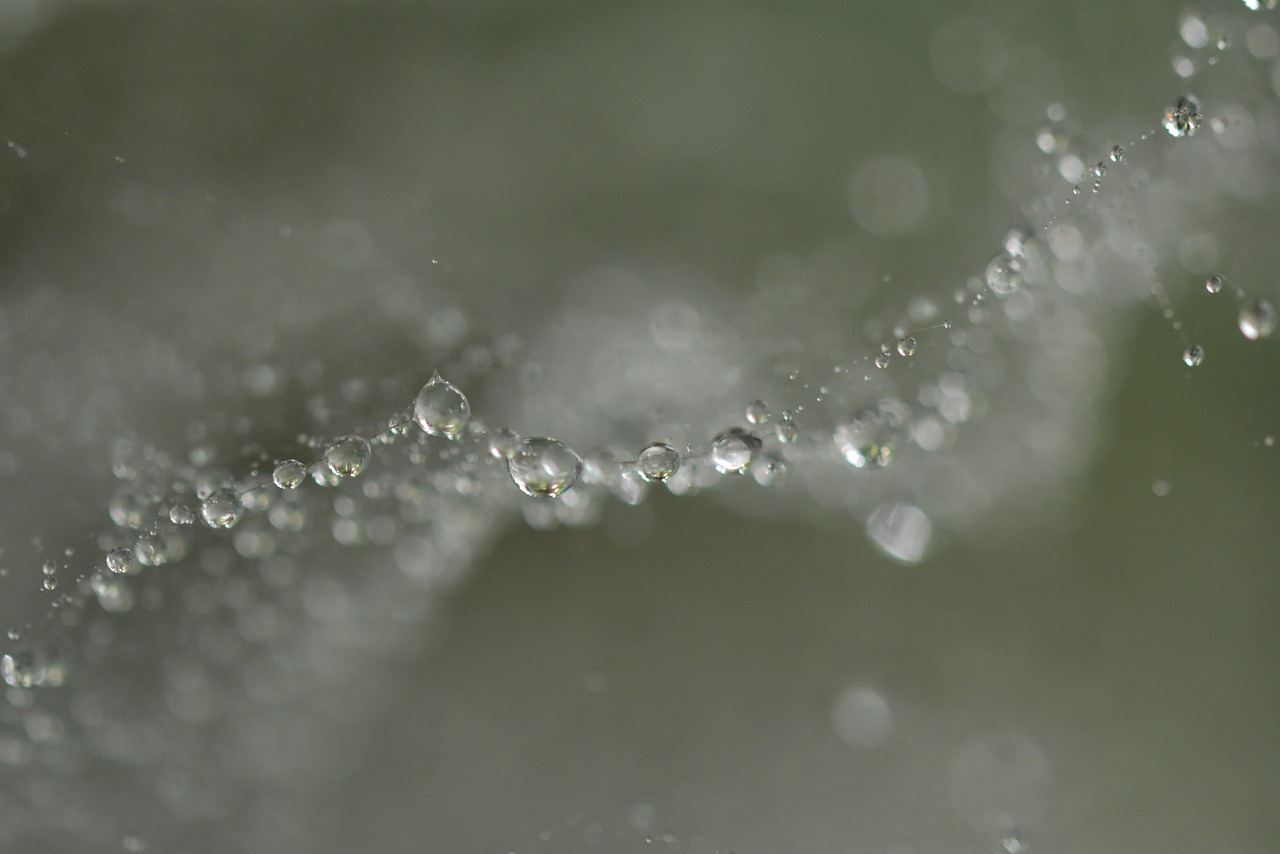 bubble  droplets  spiderweb free photo