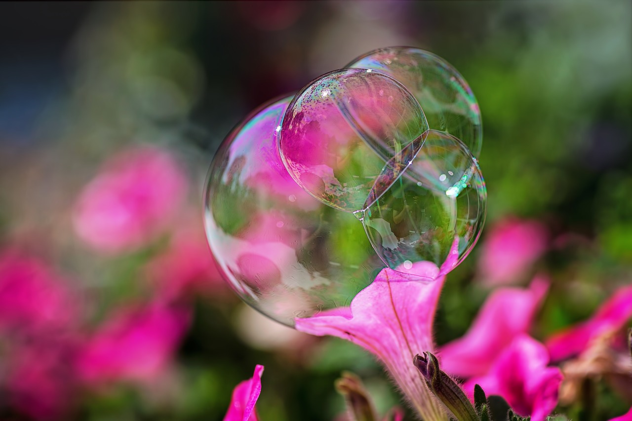 bubble  flowers  nature free photo