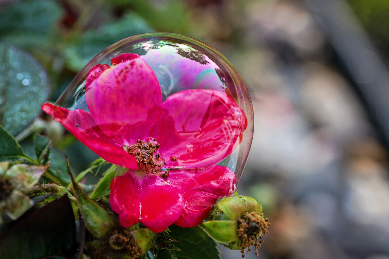 bubble  flowers  nature free photo