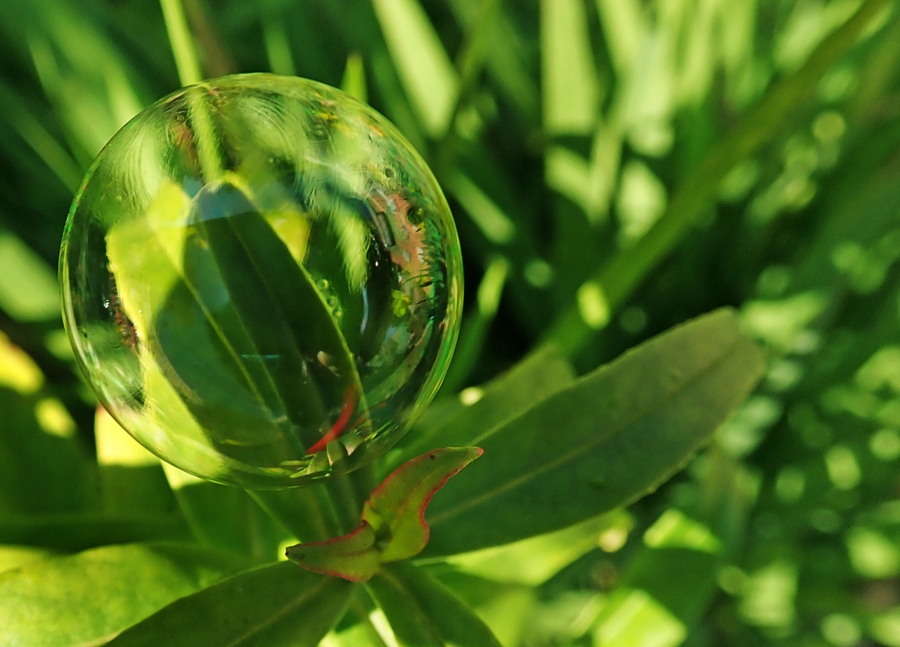 bubble  leaves  plants free photo