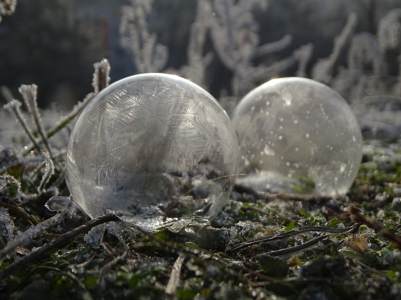 bubble  frost  winter free photo