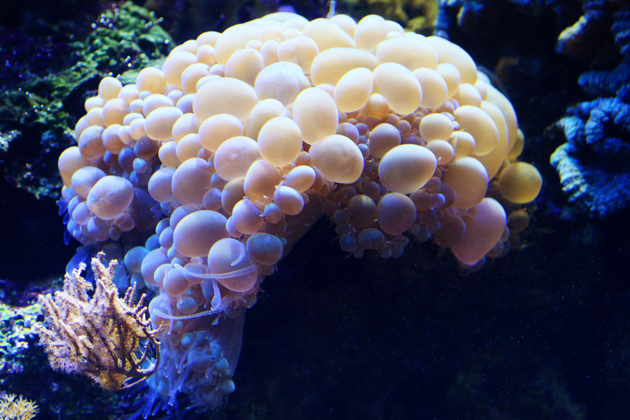 bubble coral animal free photo