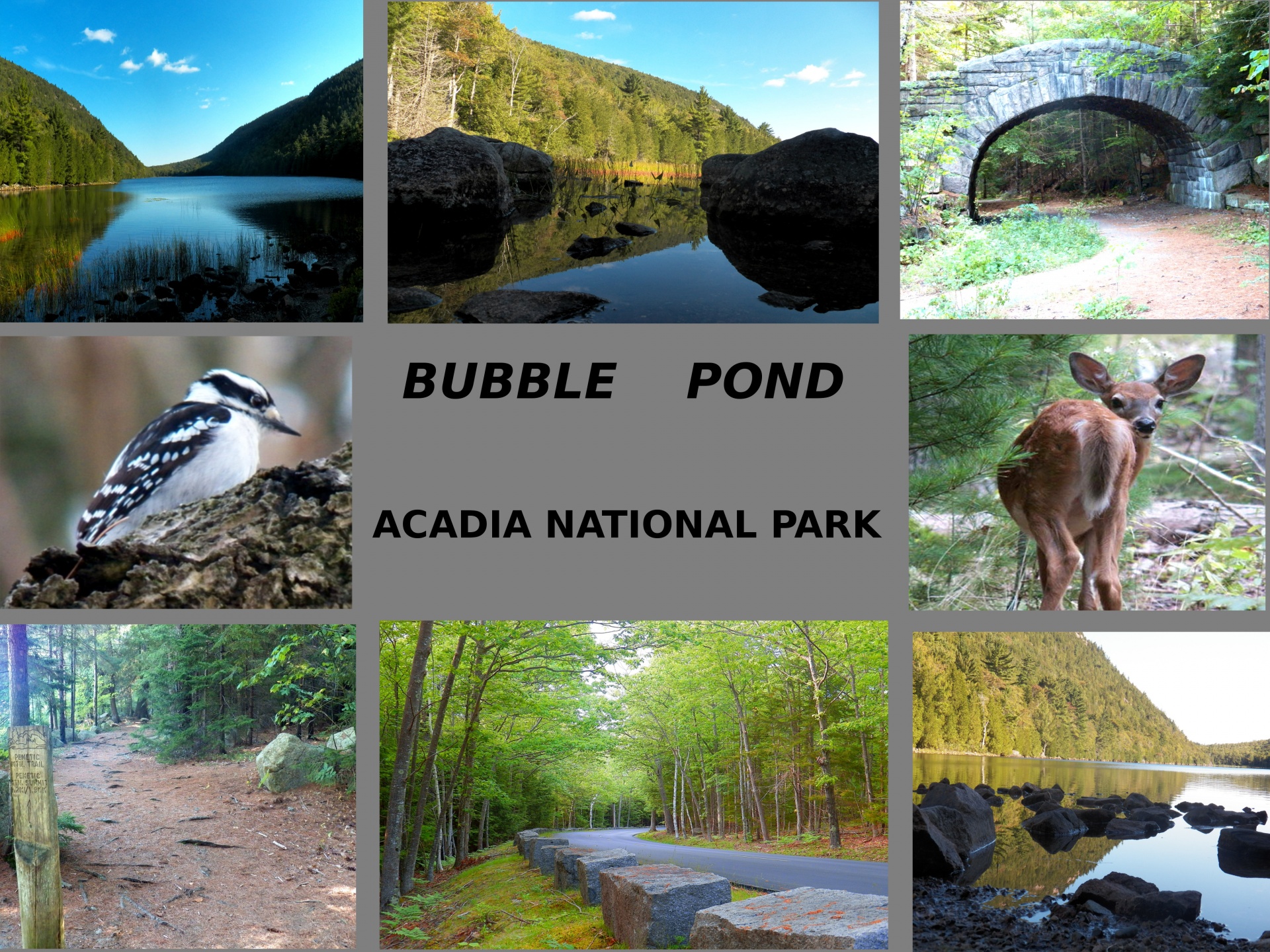 bubble pond ponds acadia free photo