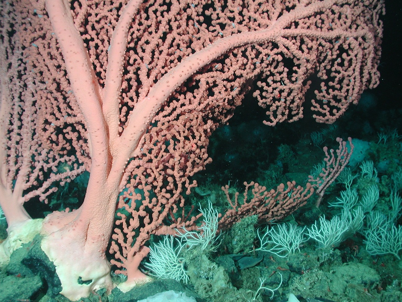 bubblegum coral beautiful life free photo