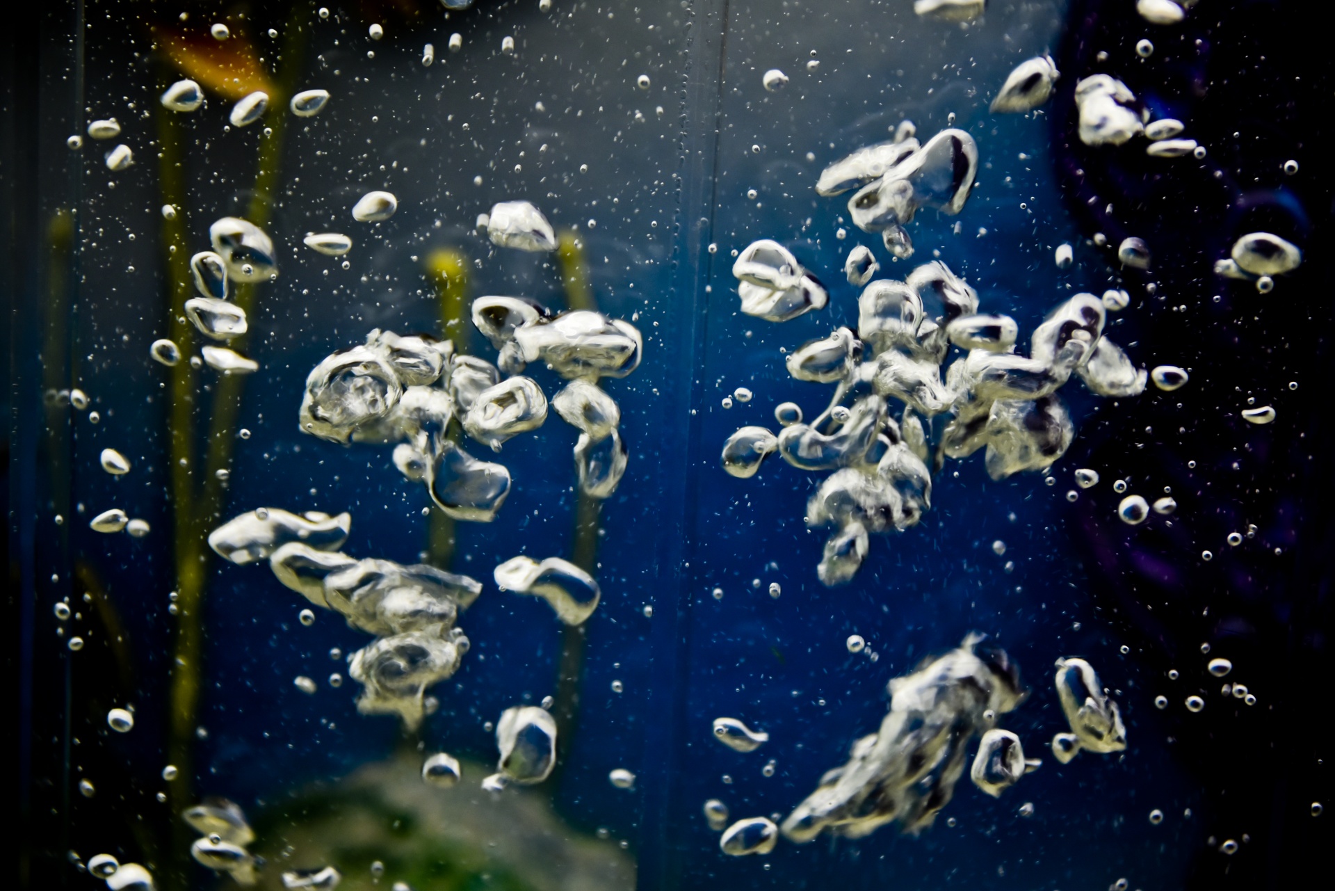Акулы боятся пузырьков воздуха. Пузыри под водой. Пузырьки воздуха под водой. Пузыри воздуха под водой. Пузыри в море.