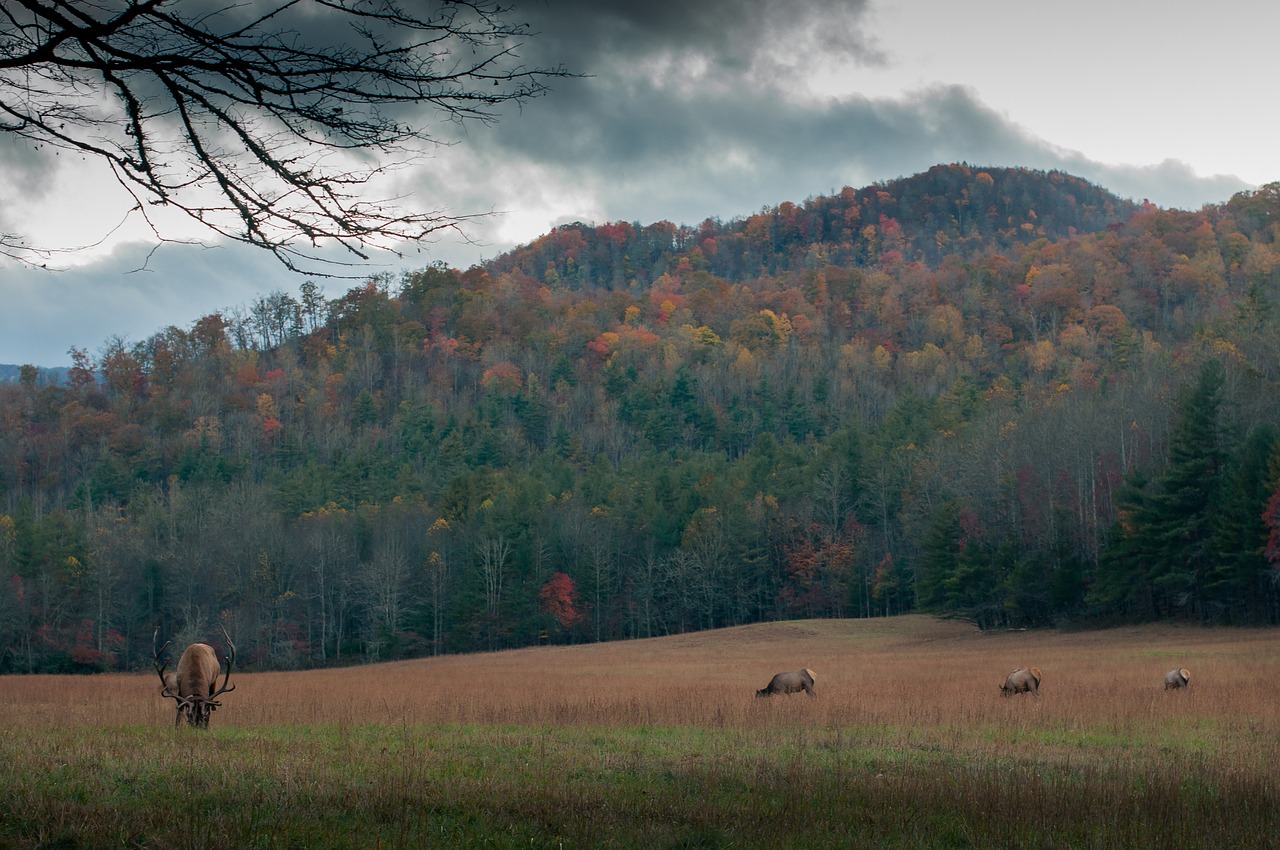 buck forest meadow free photo