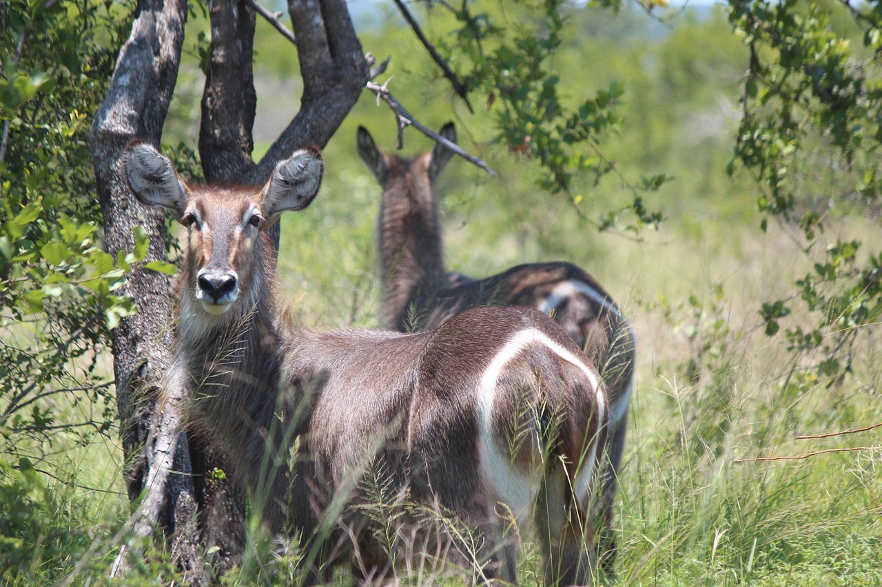 buck wildlife animal free photo