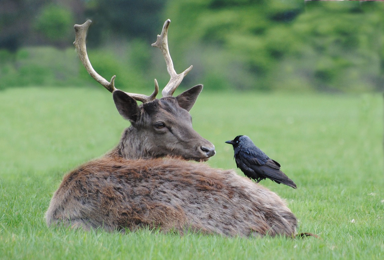 buck crow nest building material free photo