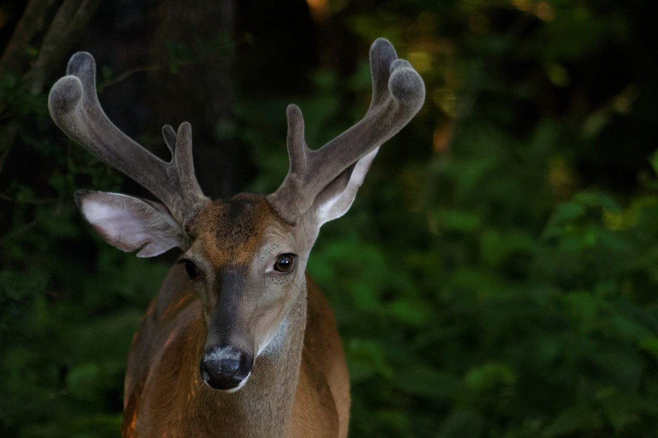 buck whitetail deer free photo