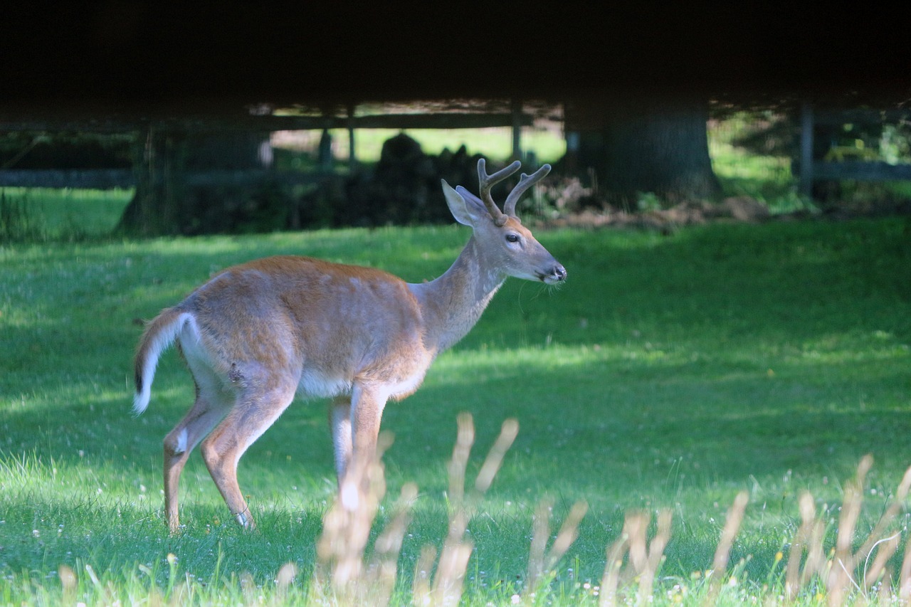 buck  deer  nature free photo