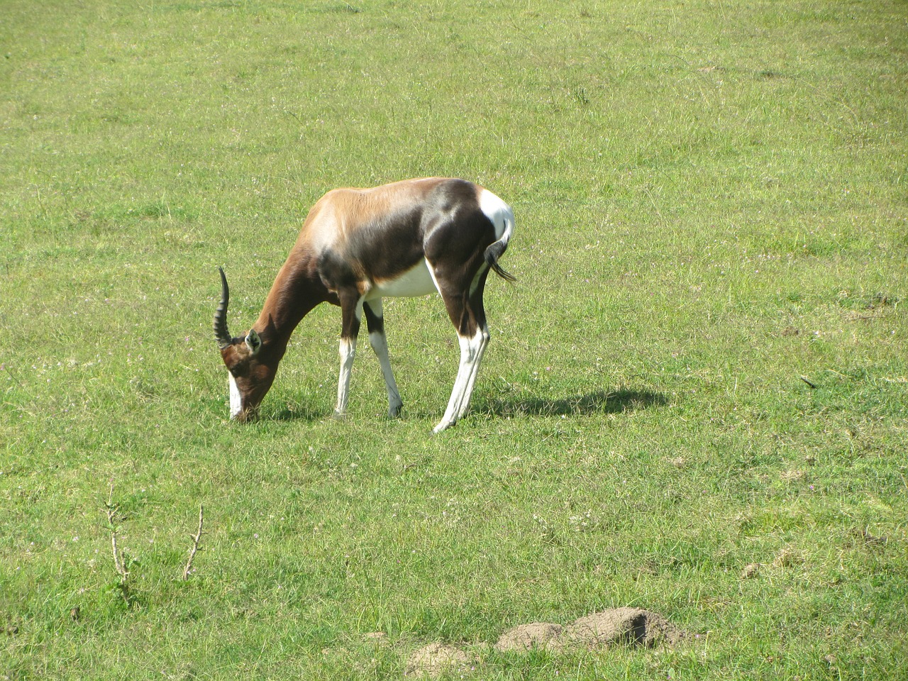 buck antelope africa free photo