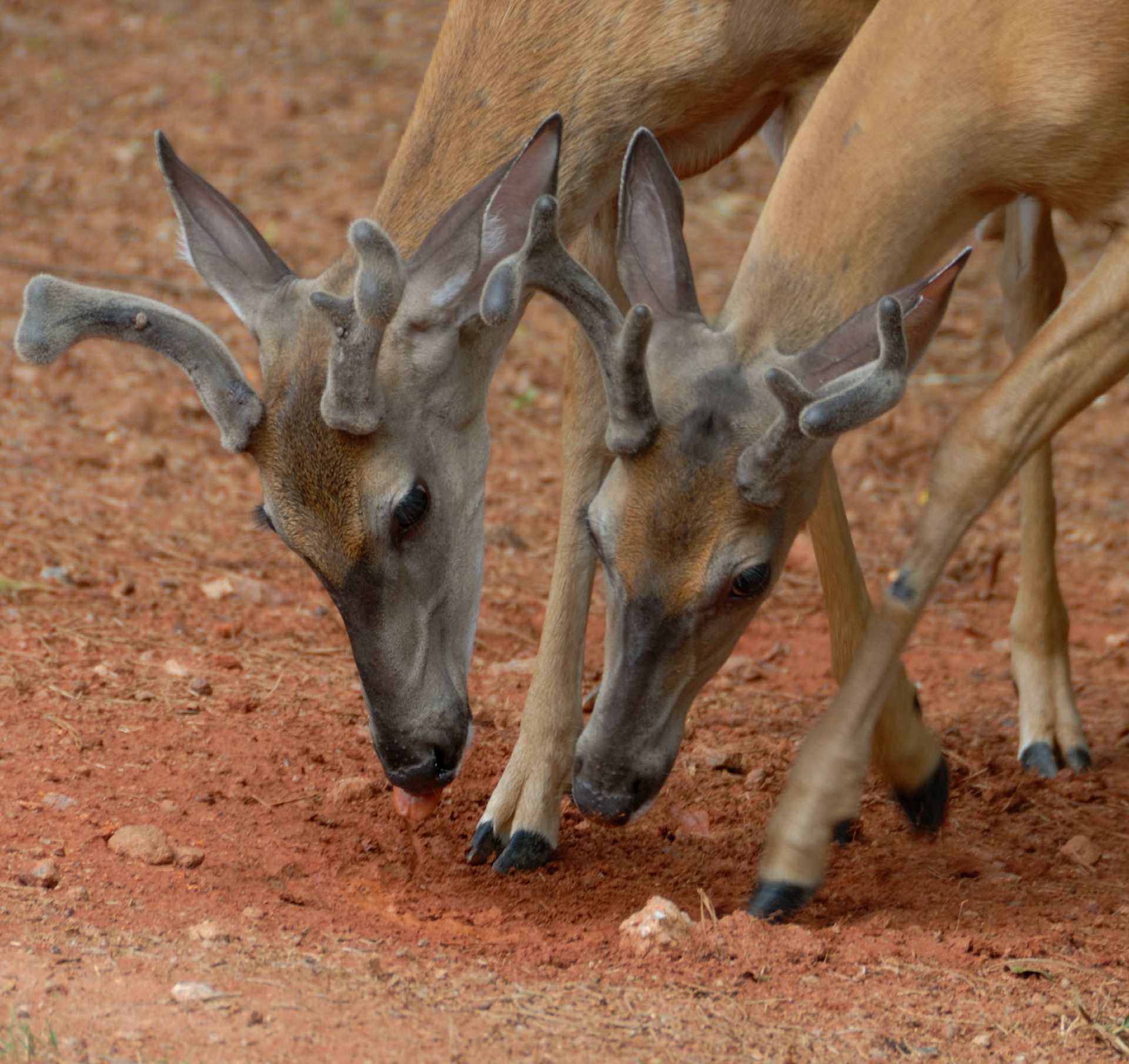 buck deer young wildlife free photo