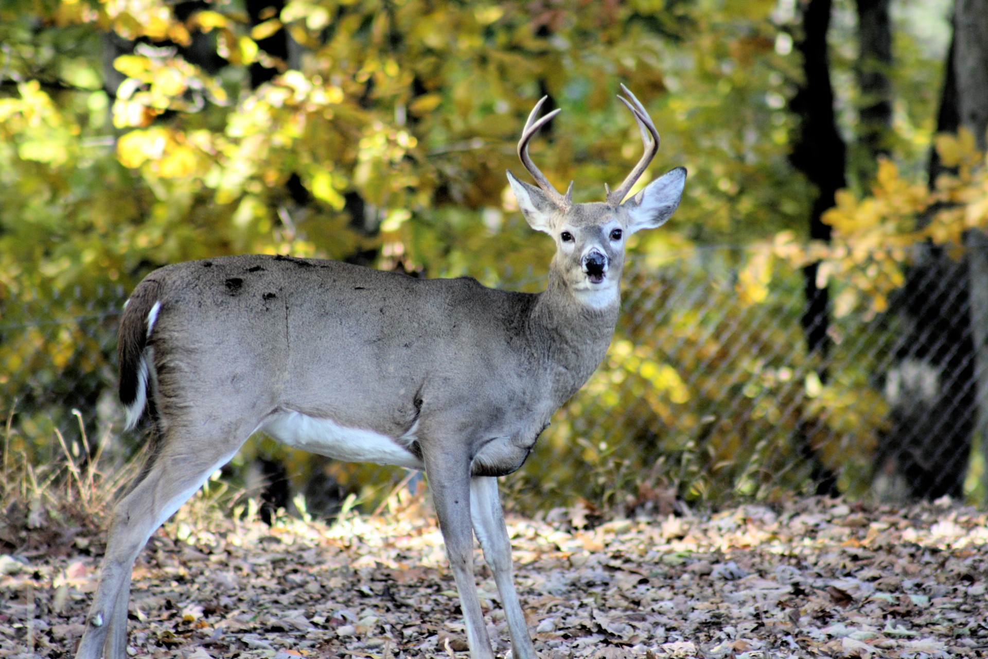 deer buck horns free photo