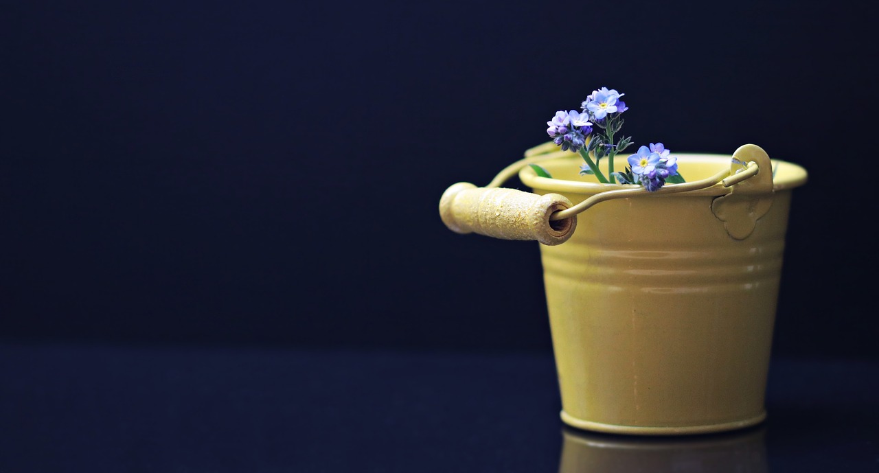 bucket forget me not flower free photo