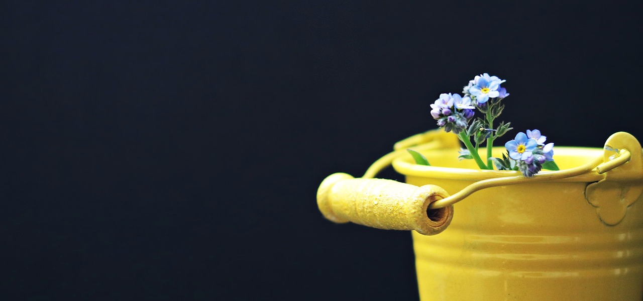 bucket forget me not flower free photo