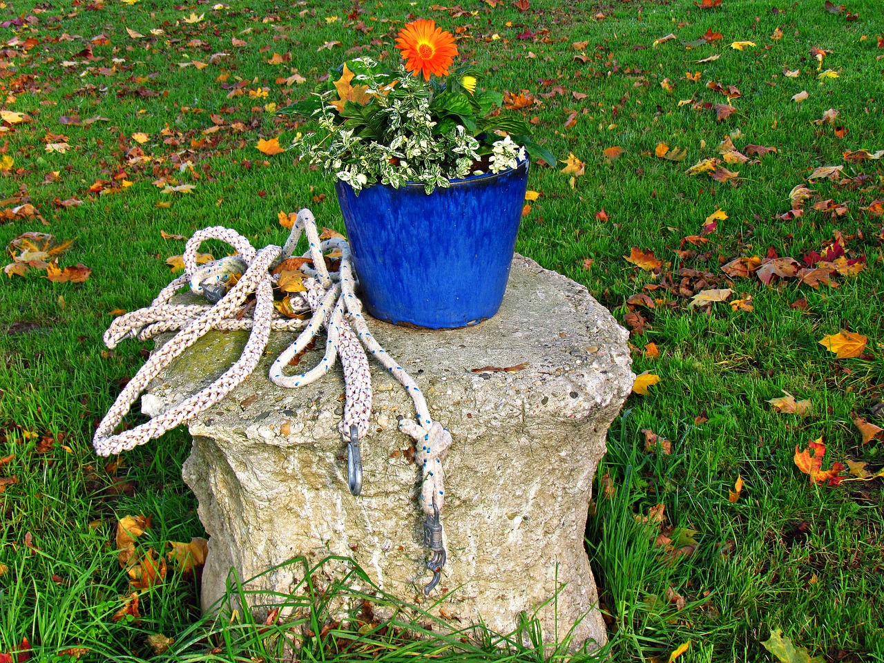 bucket trunk flower free photo