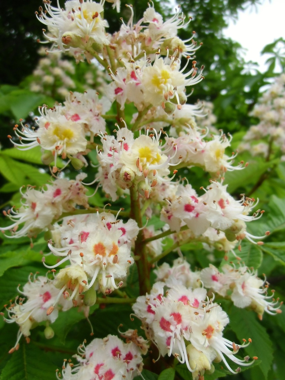 buckeye tree medicinal plant free photo