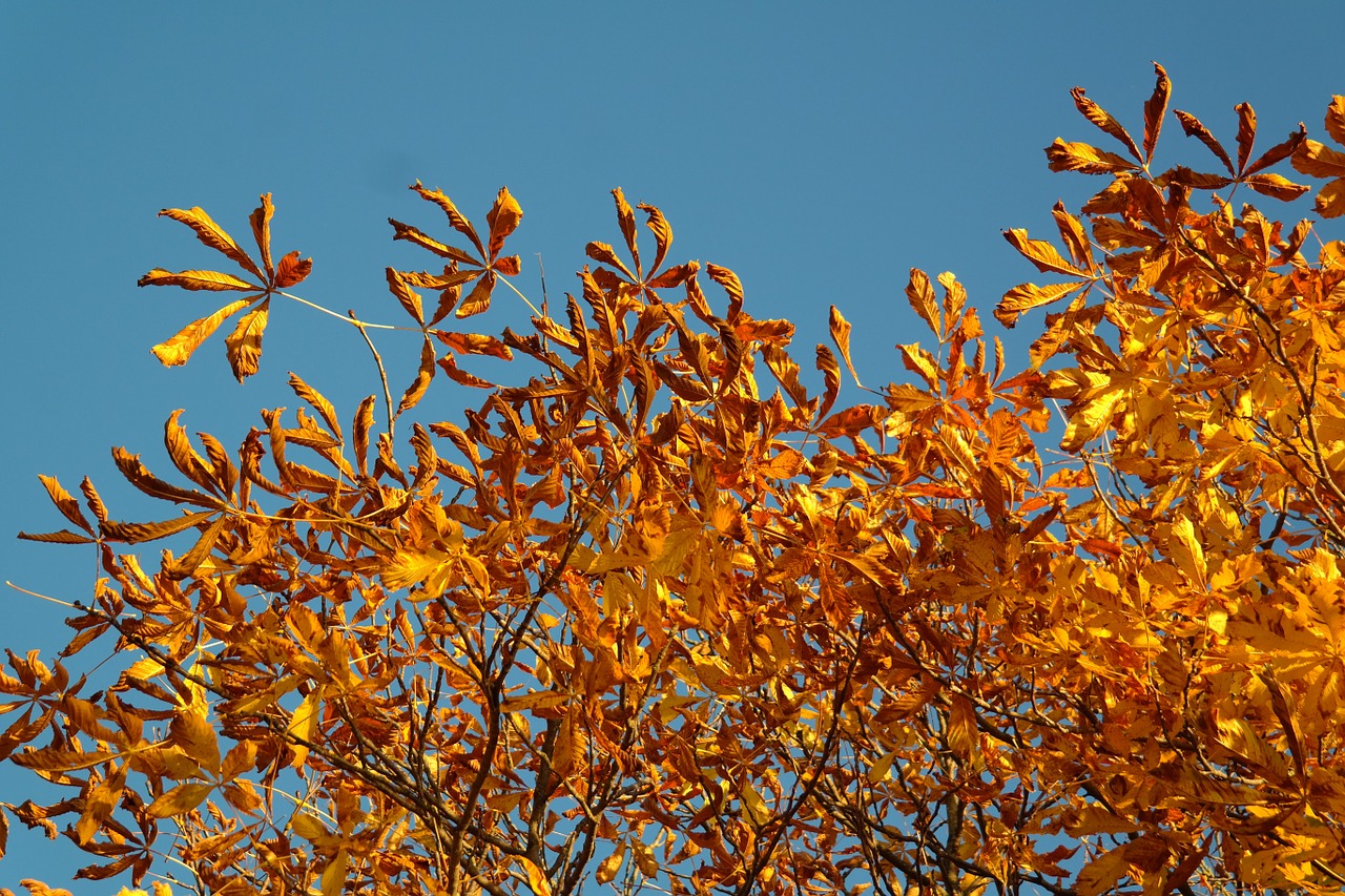 Edit free photo of Buckeye,fall leaves,gold,autumn colours,tree ...