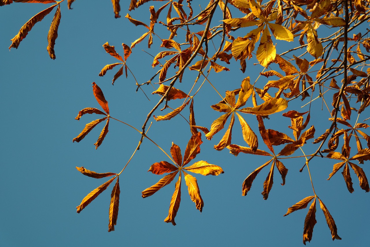 buckeye golden autumn fall leaves free photo