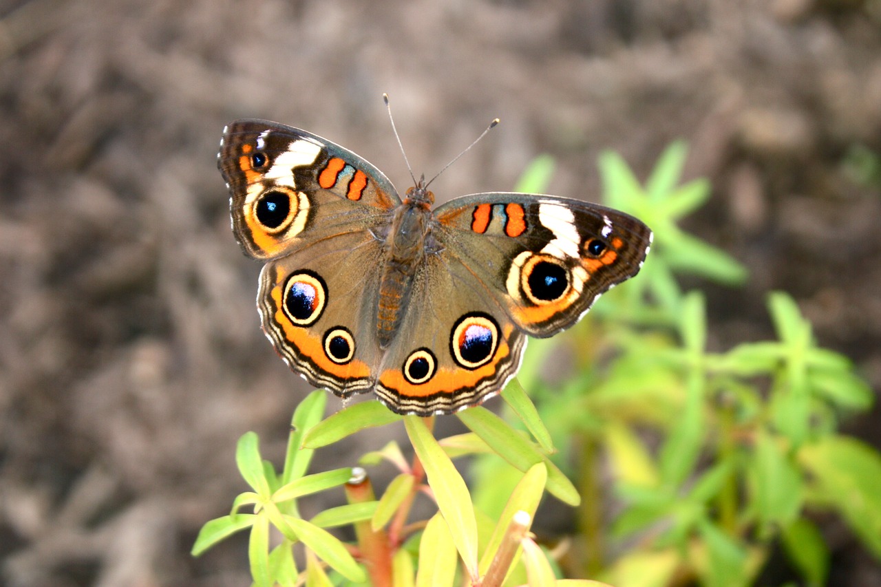 buckeye butterfly insect free photo