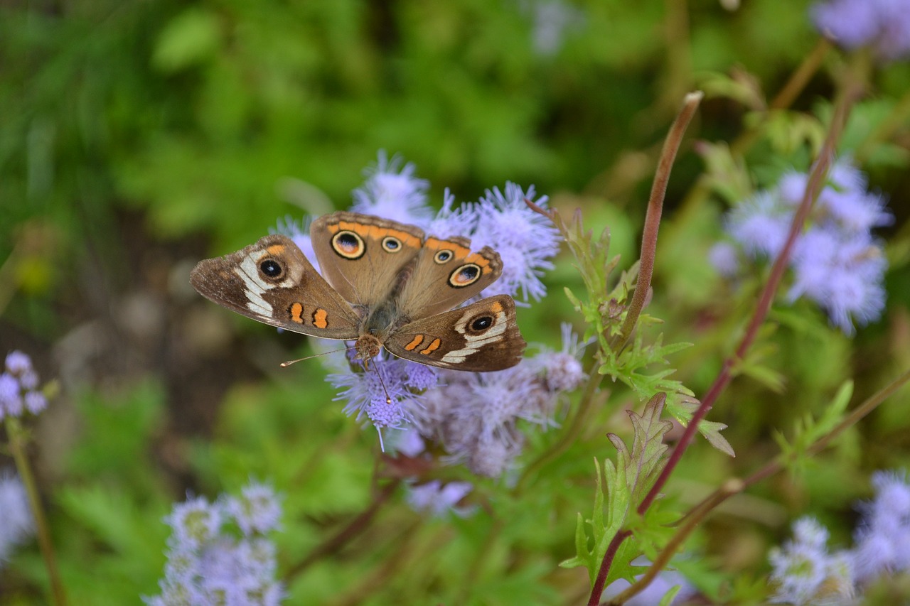 buckeye butterfly eupatorium greggi free photo