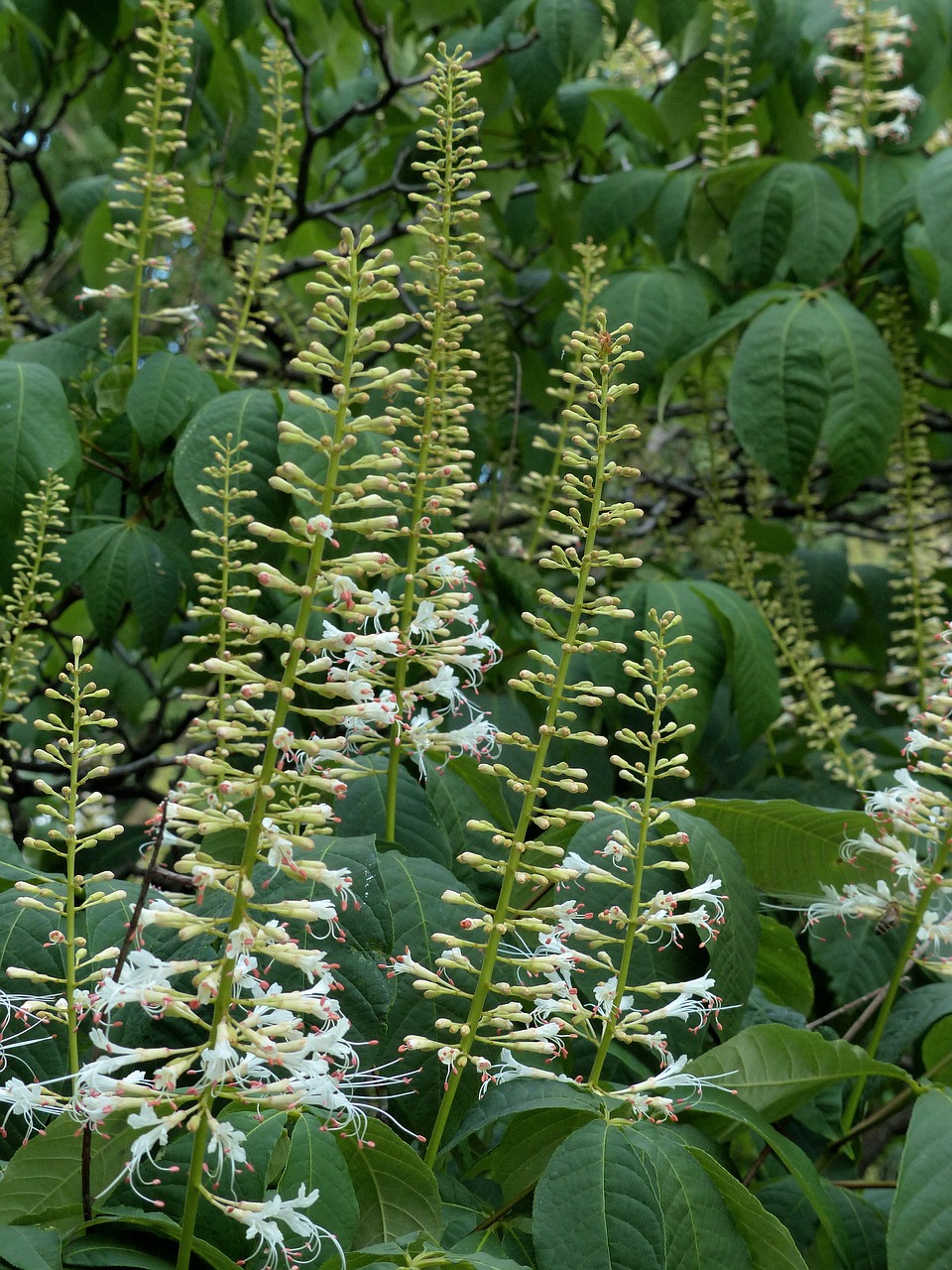 buckeye  flowers  bloom free photo