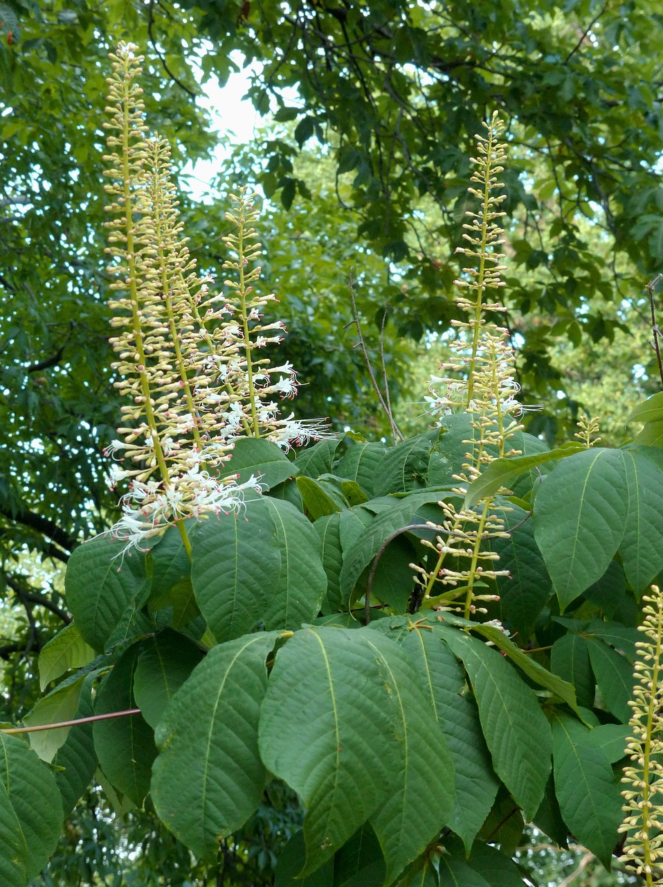 buckeye  flowers  bloom free photo