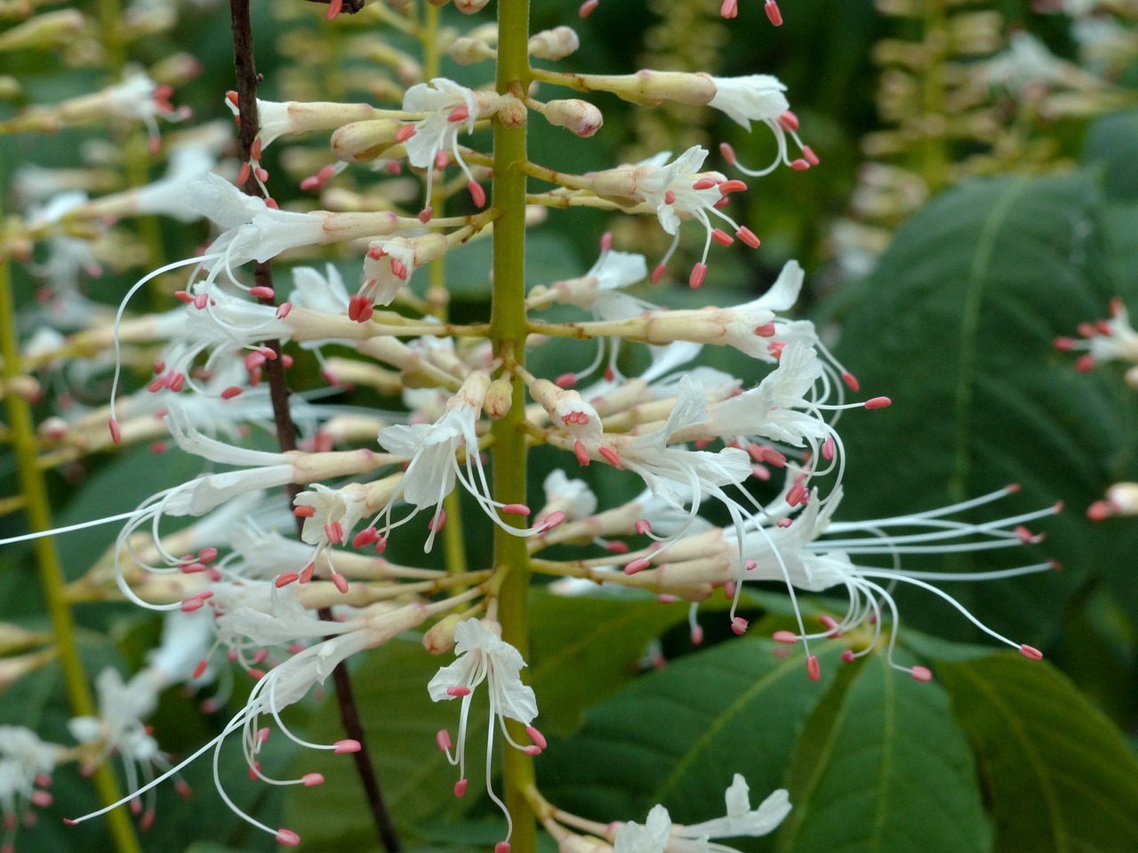 buckeye  flowers  bloom free photo