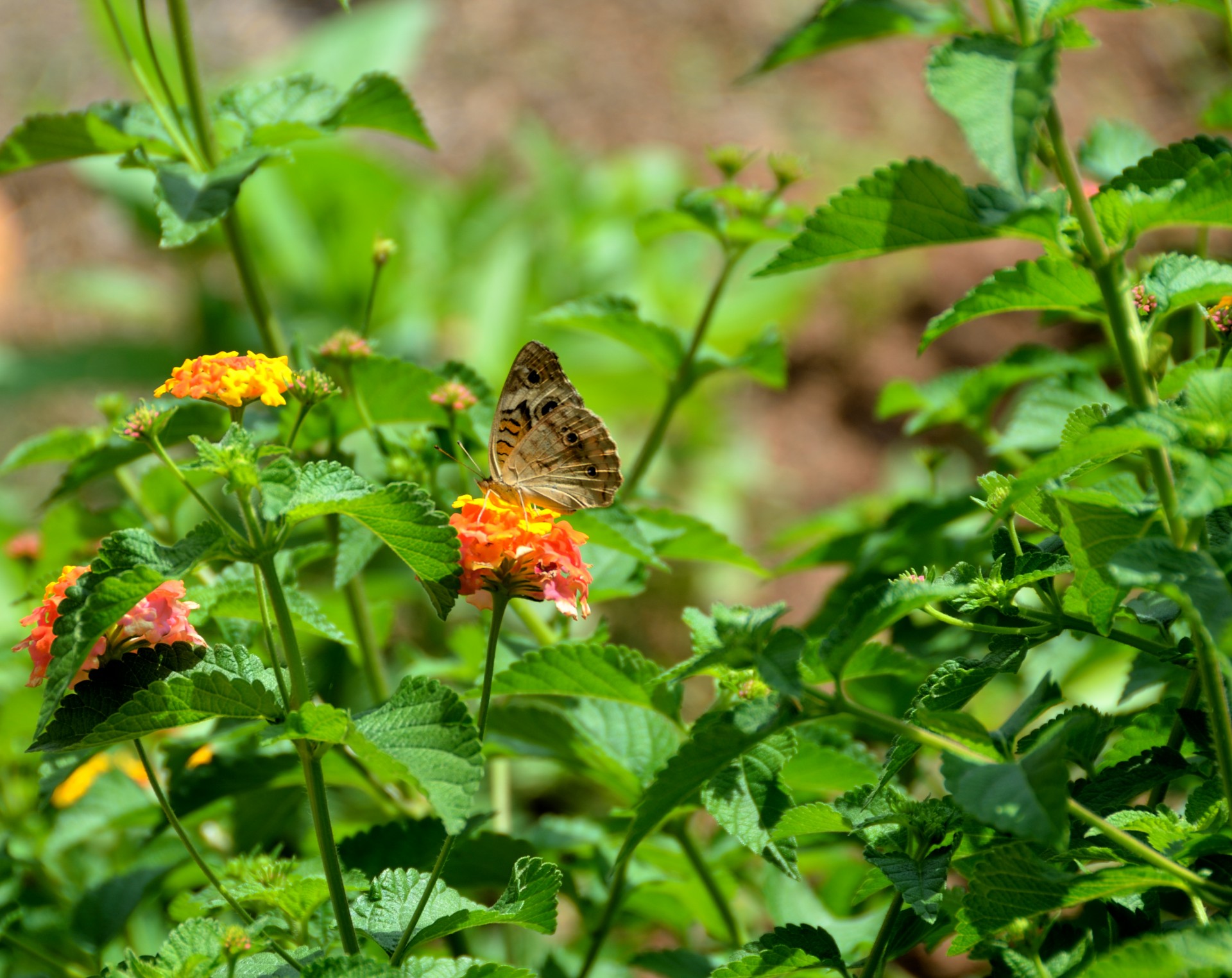 butterfly buckeye butterfly insect free photo