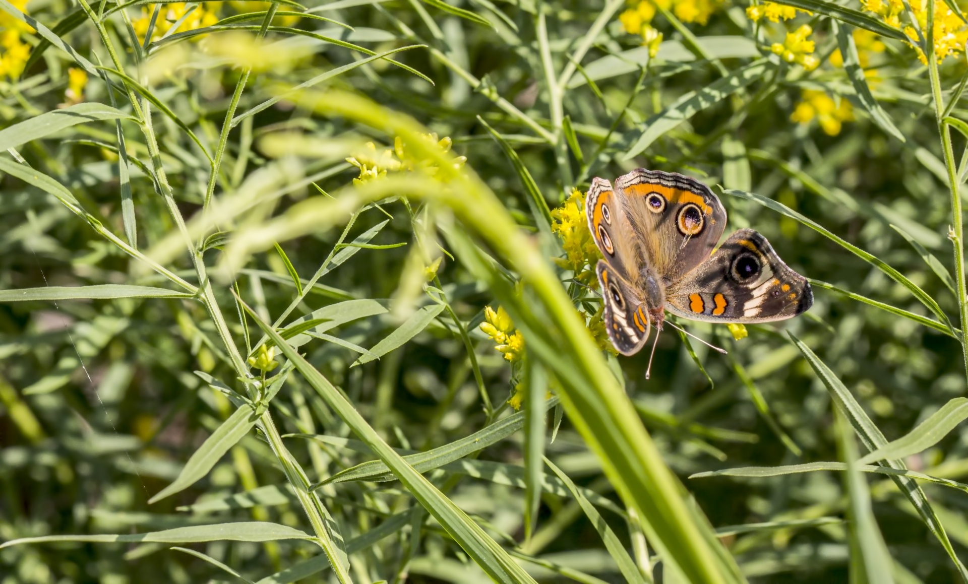 butterfly buckeye butterfly common buckeye free photo