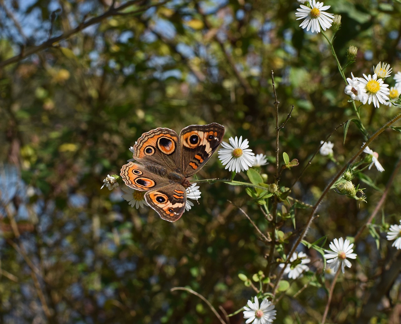 buckeye butterfly butterfly insect free photo