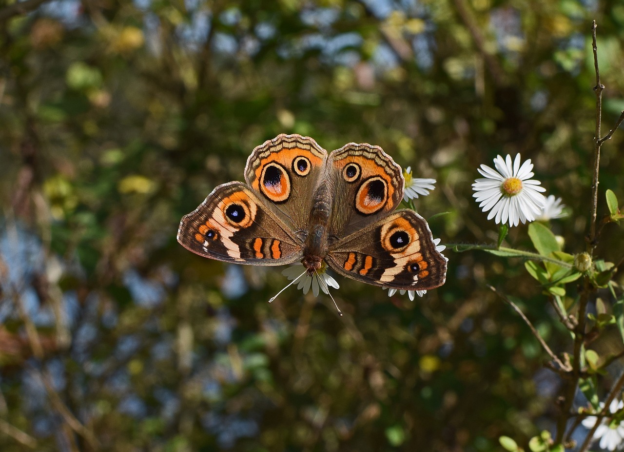 buckeye butterfly butterfly insect free photo