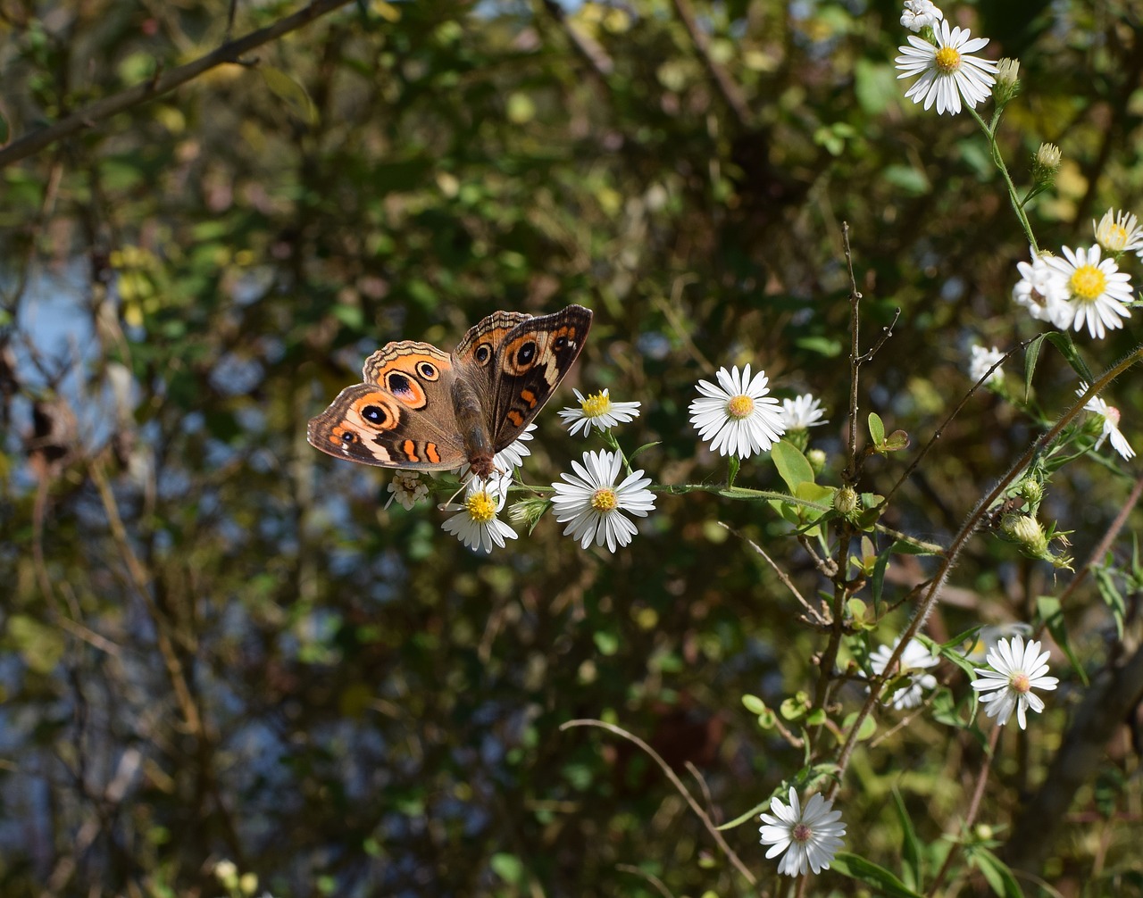 buckeye butterfly butterfly insect free photo