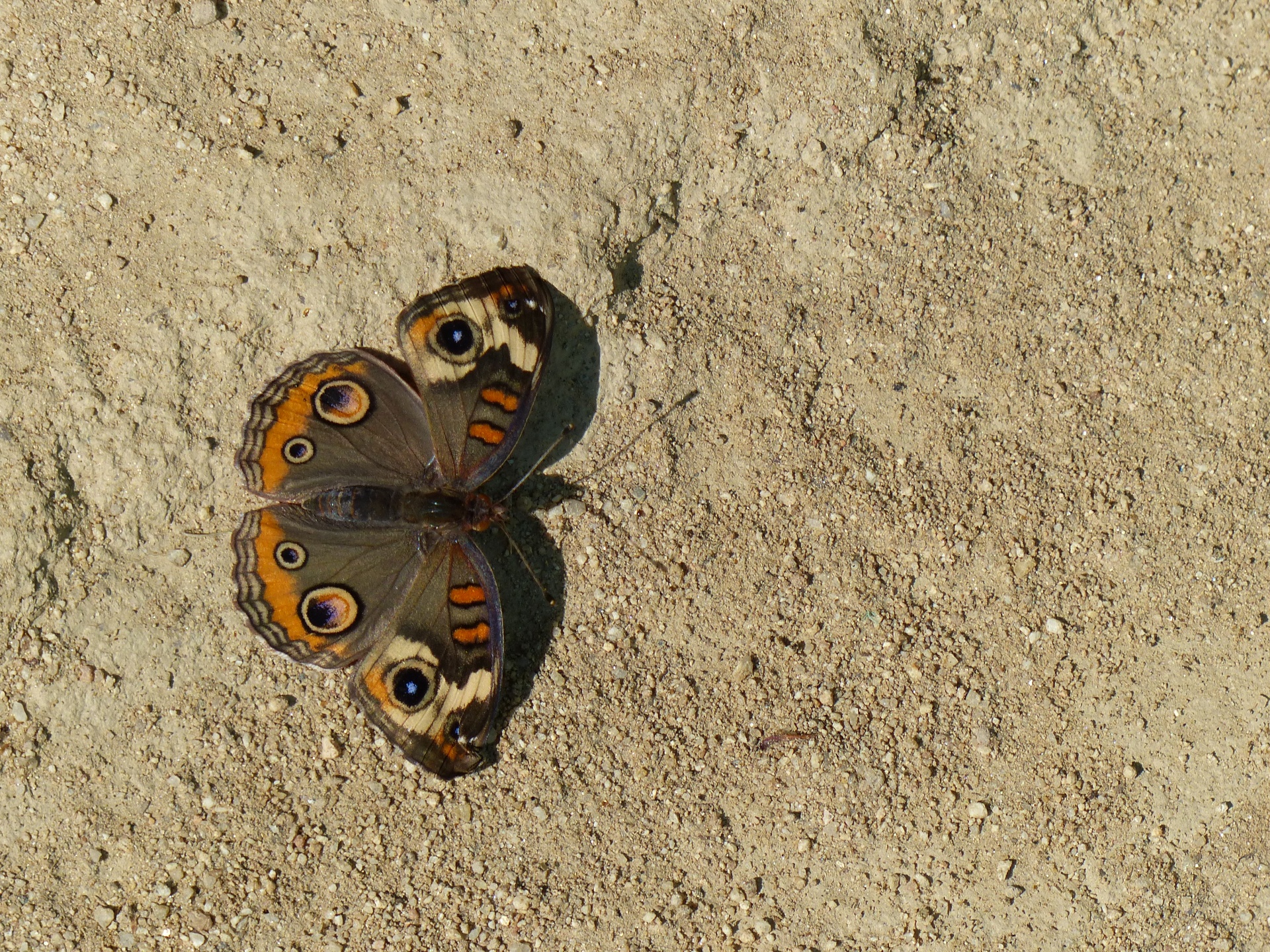 butterfly background brown free photo