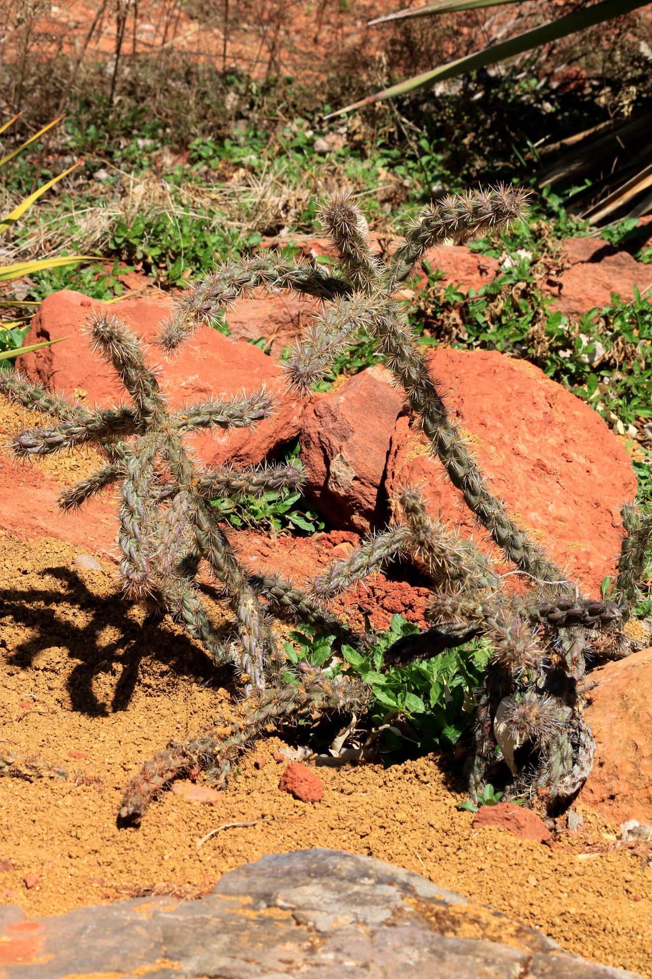 nature plants cactus free photo