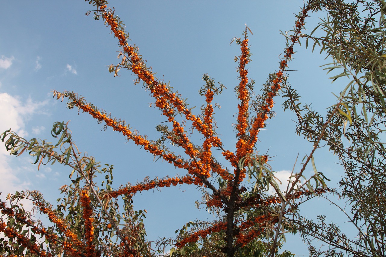 buckthorn fruits healthy free photo