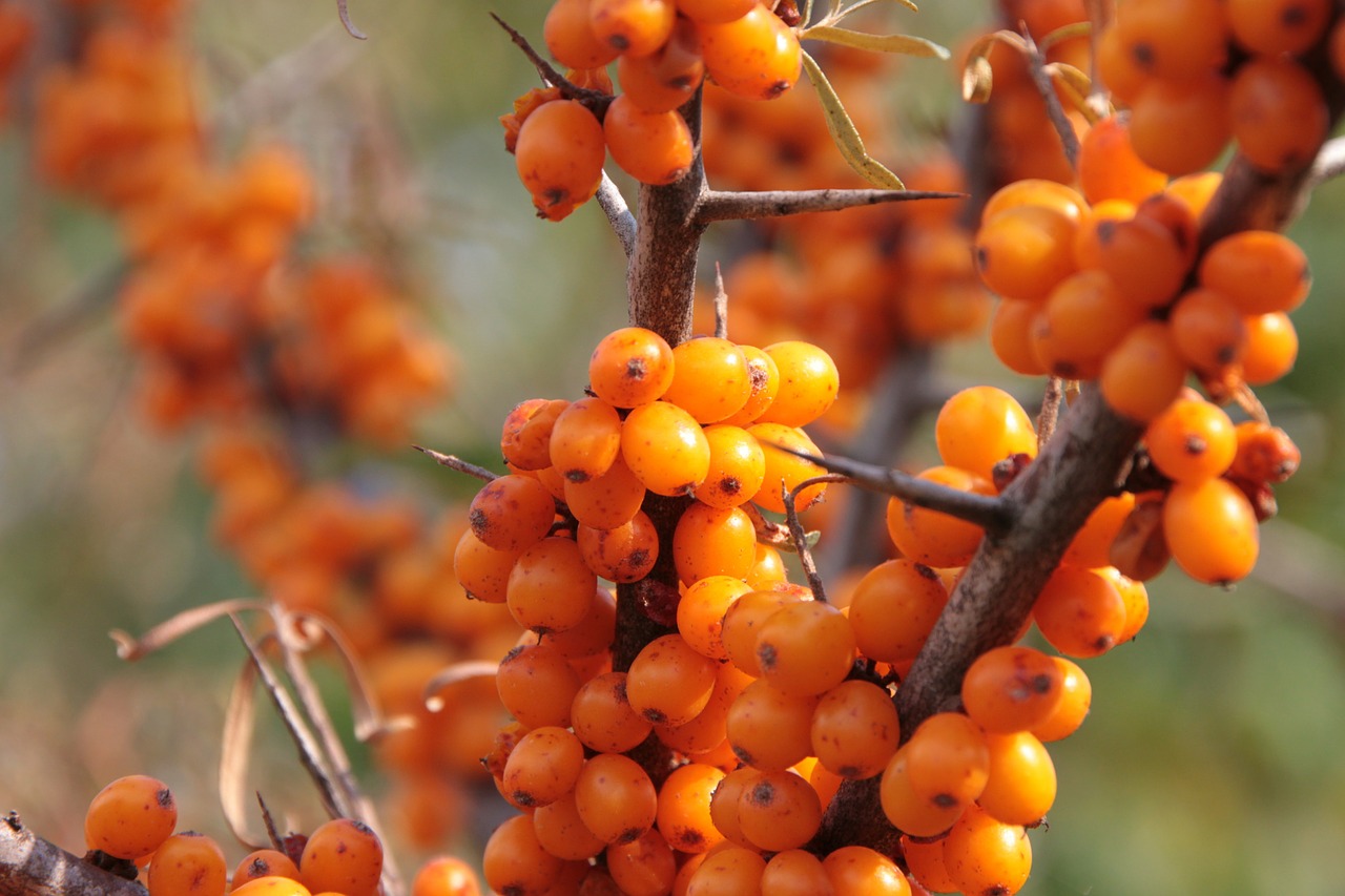 buckthorn fruits healthy free photo