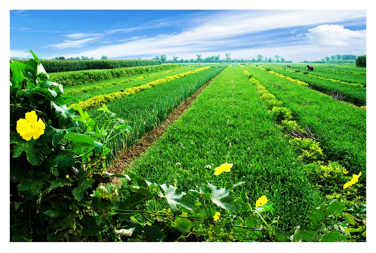 bucolic green spring free photo