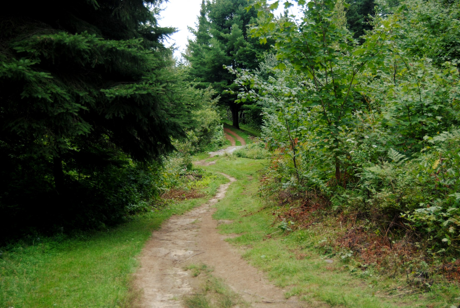 trail path pathway free photo