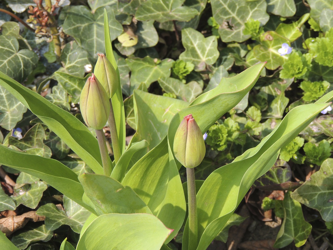 bud tulip green free photo