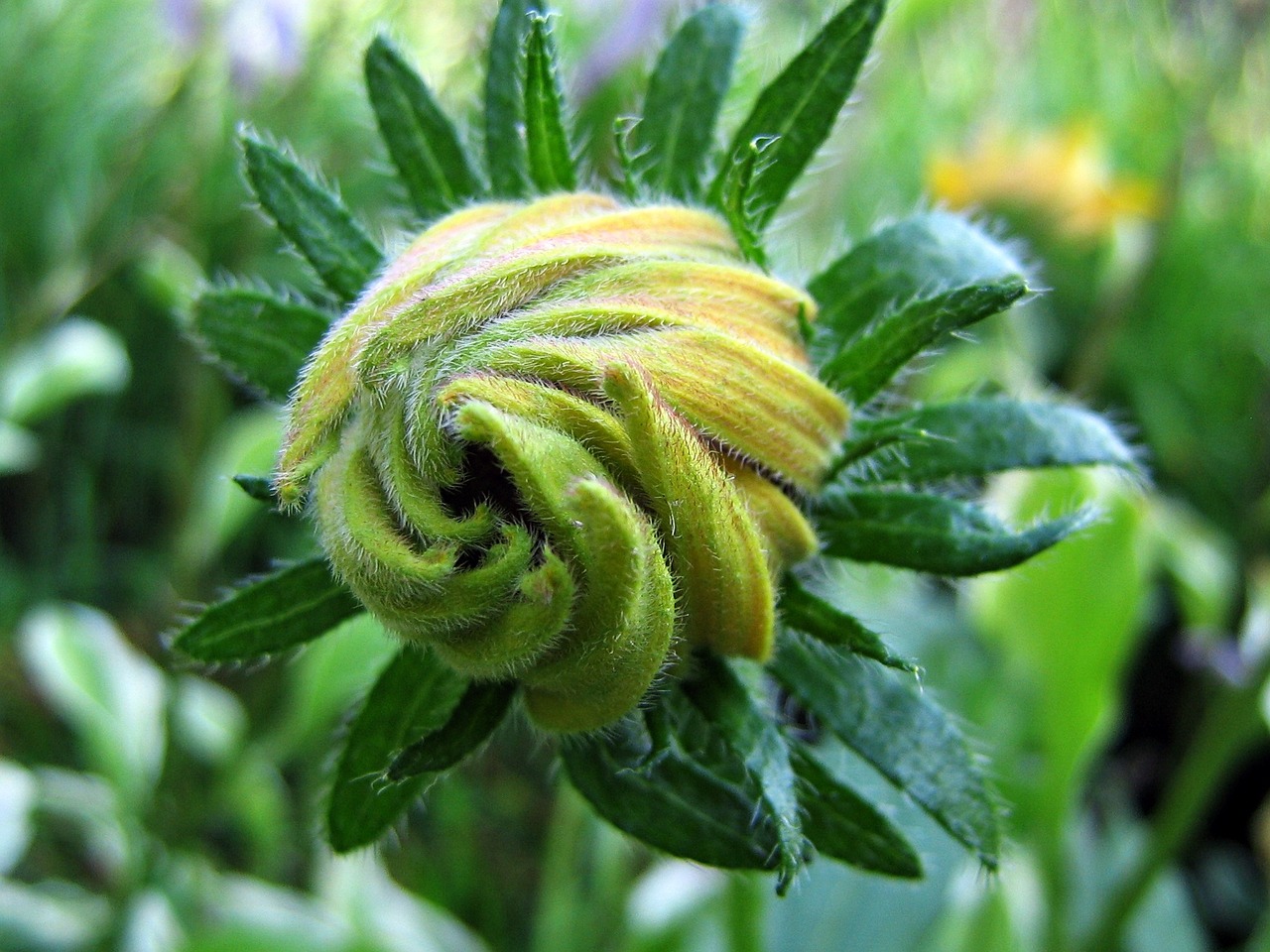 bud nature closeup free photo