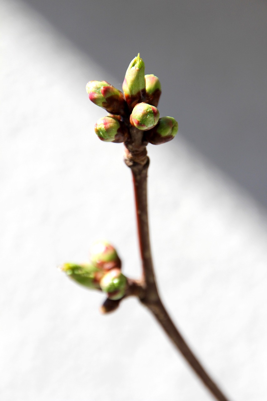 bud spring tree free photo