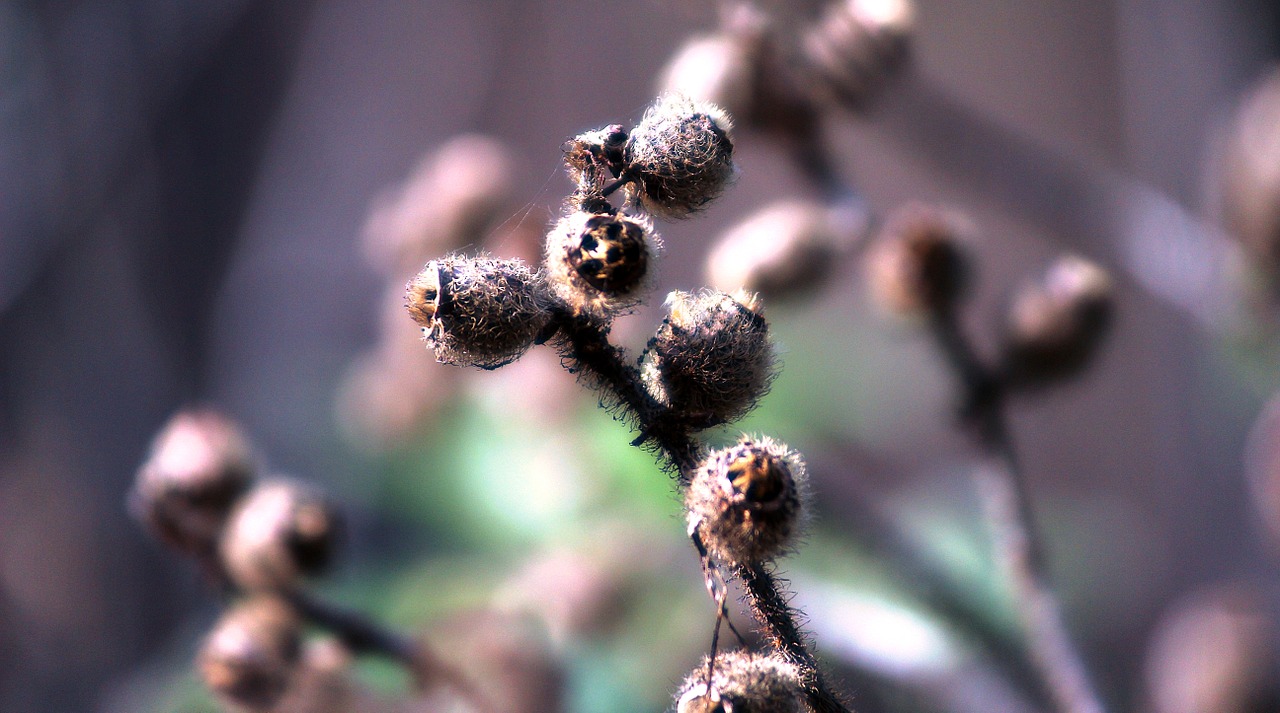 bud dry nature free photo