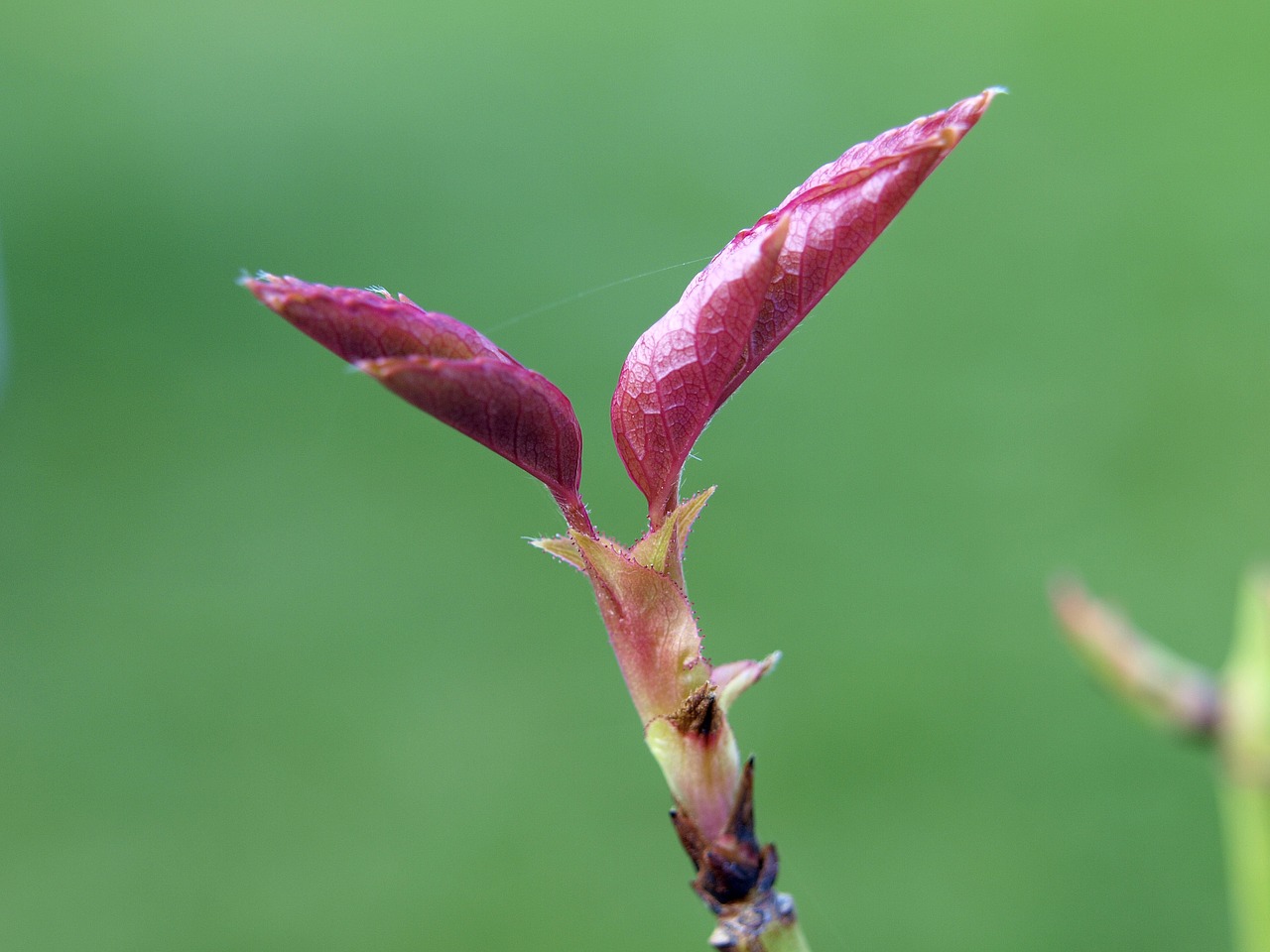 bud rose macro free photo