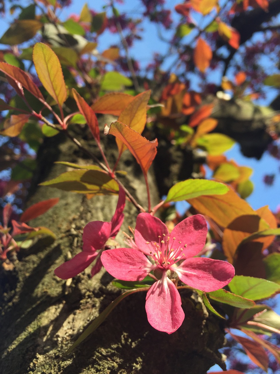 bud flower tree free photo