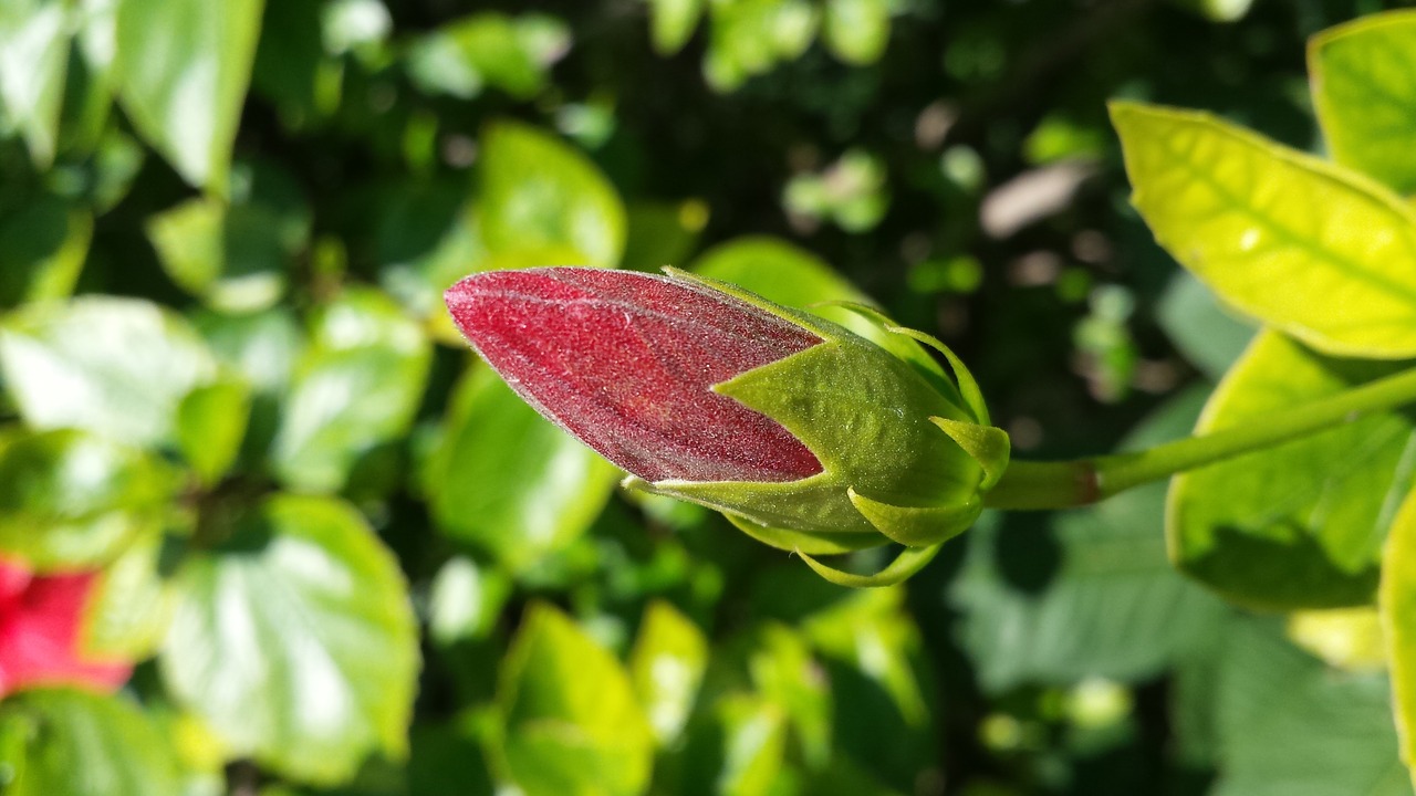 bud flower nature free photo