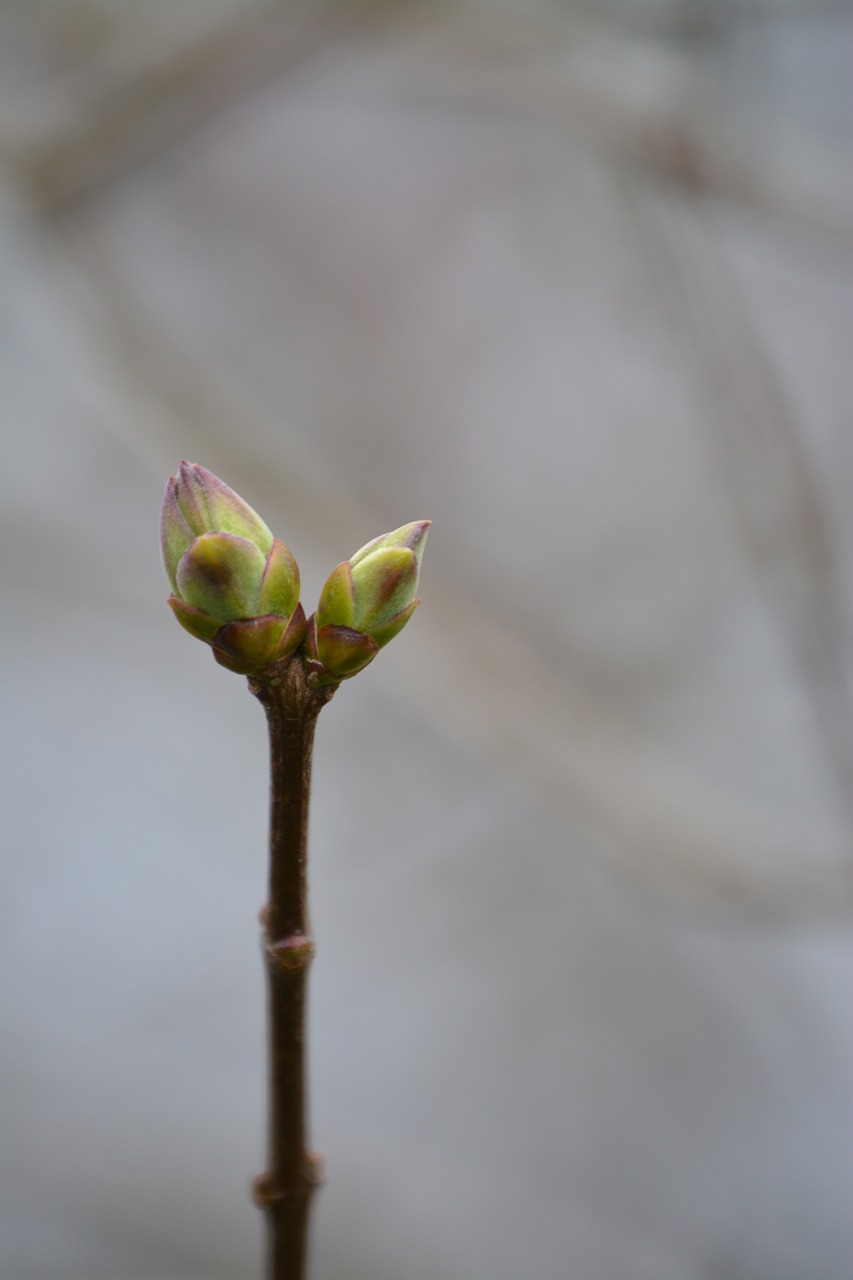 bud tree spring free photo