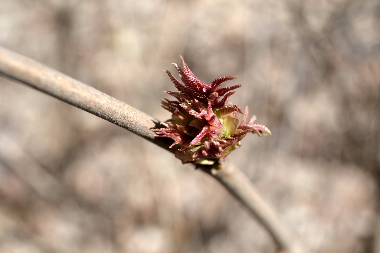 bud spring plant free photo