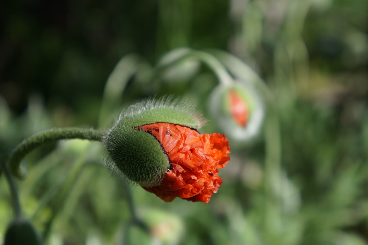 bud plant red free photo